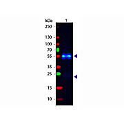 Anti-RABBIT IgG (H&L) (DONKEY) Antibody Fluorescein Conjugated, 2mg, Lyophilized