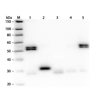 Anti-RAT IgG (H&L) (GOAT) Antibody Peroxidase Conjugated (Min X Human Serum Proteins), 2mg, Lyophilized