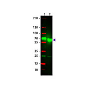 Anti-RAT IgA (alpha chain) (GOAT) Antibody Texas Red™ Conjugated, 1mg, Lyophilized