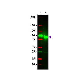 Anti-RAT IgA (alpha chain) (GOAT) Antibody Texas Red™ Conjugated, 1mg, Lyophilized