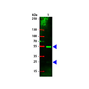 Anti-SWINE IgG (H&L) (RABBIT) Antibody Rhodamine Conjugated, 2mg, Lyophilized