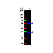 Anti-MOUSE IgG (H&L) (CHICKEN) Antibody Fluorescein Conjugated, 1mg, Lyophilized