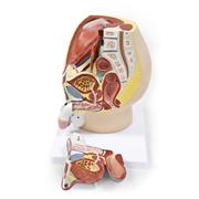 Male and Female Pelvis Models