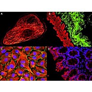 Anti-MOUSE IgG2a (Gamma 2a chain) (GOAT) Antibody ATTO 425 Conjugated (Min Cross Bv, Hu, and Rb Serum Proteins), 500µg, Lyophilized