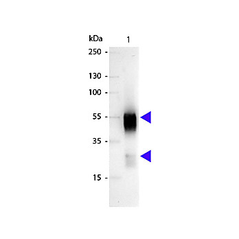 Anti-RABBIT IgG (H&L) (SHEEP) Antibody Alkaline Phosphatase Conjugated, 1mg, Liquid (sterile filtered)