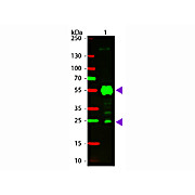 Anti-RAT IgG [H&L] (GOAT) Antibody CY3 Conjugated Min X Bv Ch Gt GP Ham Hs Hu Ms Rb & Sh Serum Proteins, 1mg, Lyophilized