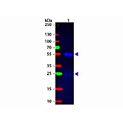 Anti-RABBIT IgG (H&L) (DONKEY) Antibody Fluorescein Conjugated (Min X Bv Ch Gt GP Ham Hs Hu Ms Rt & Sh Serum Proteins), 1mg, Lyophilized