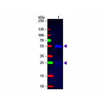 Anti-RABBIT IgG (H&L) (DONKEY) Antibody Fluorescein Conjugated (Min X Bv Ch Gt GP Ham Hs Hu Ms Rt & Sh Serum Proteins), 1mg, Lyophilized