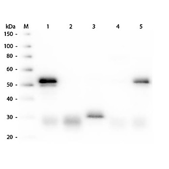 Anti-RABBIT IgG (H&L) (DONKEY) Antibody Rhodamine Conjugated, 2mg, Lyophilized