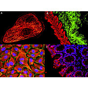 Anti-RABBIT IgG (H&L) (GOAT) Antibody ATTO 647N Conjugated (Min X Bv Ch Gt GP Ham Hs Hu Ms Rt & Sh Serum Proteins), 500µg, Lyophilized
