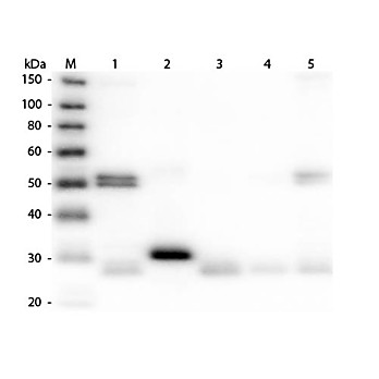 Anti-RAT IgG (H&L) (DONKEY) Antibody Alkaline Phosphatase Conjugated (Min X Bv Ch Gt GP Ham Hs Hu Ms Rb & Sh Serum Proteins), 1mg, Liquid (sterile filtered)
