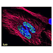 Anti-MOUSE IgG (H&L) (RABBIT) Antibody DyLight™ 488 Conjugated (Min X Human Serum Proteins), 100µg, Lyophilized