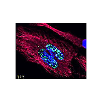 Anti-MOUSE IgG (H&L) (RABBIT) Antibody DyLight™ 488 Conjugated (Min X Human Serum Proteins), 100µg, Lyophilized