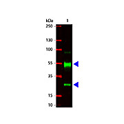 Anti-SWINE IgG (H&L) (GOAT) Antibody, 2mg, Liquid (sterile filtered)