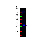 Anti-MOUSE IgG F(c) (GOAT) Antibody Fluorescein Conjugated, 2mg, Lyophilized