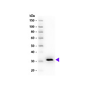 Anti-MOUSE IgG F(c) (GOAT) Antibody Peroxidase Conjugated, 2mg, Lyophilized