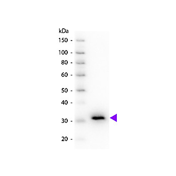 Anti-MOUSE IgG F(c) (GOAT) Antibody Peroxidase Conjugated, 2mg, Lyophilized