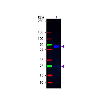 Anti-RAT IgA (alpha chain) (GOAT) Antibody Fluorescein Conjugated, 1mg, Lyophilized