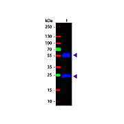 Fluorescein Conjugated Affinity Purified Anti-MOUSE IgG (H&L) (GOAT), 500µg, Lyophilized