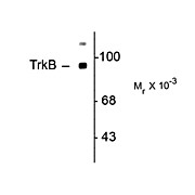 Anti-TrkB (Rabbit) Antibody, 100µL, Liquid
