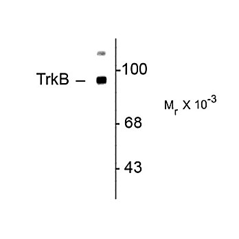 Anti-TrkB (Rabbit) Antibody, 100µL, Liquid