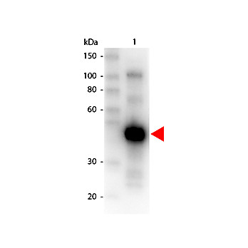 Anti-MONKEY IgG (gamma chain) (GOAT) Antibody Peroxidase Conjugated, 1mg, Lyophilized