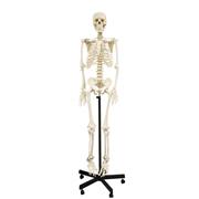 Full-Size Skeleton Models