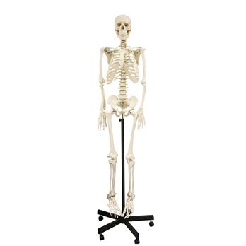 Full-Size Skeleton Models