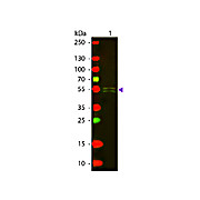 Anti-MOUSE IgG1 (Gamma 1 chain) (RABBIT) Antibody Texas Red™ Conjugated, 1mg, Lyophilized
