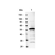 Anti-MOUSE IgG2a (Gamma 2a chain) (RABBIT) Antibody Alkaline Phosphatase Conjugated, 1mg, Liquid (sterile filtered)