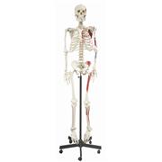 Full-Size Skeleton Models with Muscles