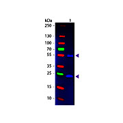 Anti-MOUSE IgG (H&L) (DONKEY) Antibody Fluorescein Conjugated (Min X Bv Ch Gt GP Ham Hs Hu Rb Rt & Sh Serum Proteins), 1mg, Lyophilized