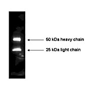 Anti-MOUSE IgG (H&L) (RABBIT) Antibody Peroxidase Conjugated, 2mg, Lyophilized