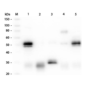 Anti-RABBIT IgG (H&L) (GOAT) Antibody Rhodamine Conjugated (Min X Human Serum Proteins), 2mg, Lyophilized
