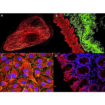 Anti-MOUSE IgG (H&L) (GOAT) Antibody ATTO 425 Conjugated (Min X Bv Ch Gt GP Ham Hs Hu Rb Rt & Sh Serum Proteins), 500µg, Lyophilized