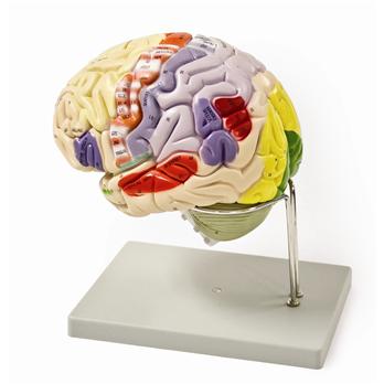 Human Brain Models