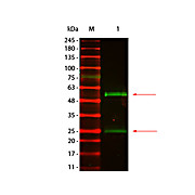 Anti-MOUSE IgG (H&L) (GOAT) Antibody DyLight™ 800 Conjugated (Min X Bv Ch Gt GP Ham Hs Hu Rb Rt & Sh Serum Proteins), 100µg, Lyophilized