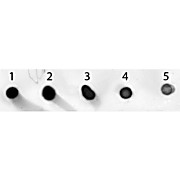 Anti-MOUSE IgG (H&L) (SHEEP) Antibody Alkaline Phosphatase Conjugated, 1mg, Liquid (sterile filtered)