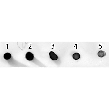 Anti-MOUSE IgG (H&L) (SHEEP) Antibody Alkaline Phosphatase Conjugated, 1mg, Liquid (sterile filtered)
