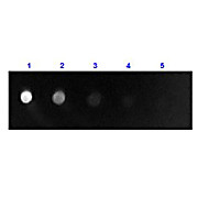 Anti-SHEEP IgG F(ab')2 (RABBIT) Antibody Fluorescein Conjugated, 1.5mg, Lyophilized