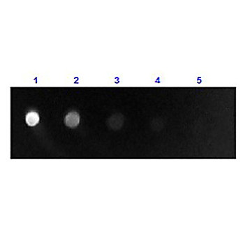 Anti-SHEEP IgG F(ab')2 (RABBIT) Antibody Fluorescein Conjugated, 1.5mg, Lyophilized