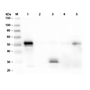 Anti-RABBIT IgG F(c) (DONKEY) Antibody Texas Red Conjugated, 2mg, Lyophilized