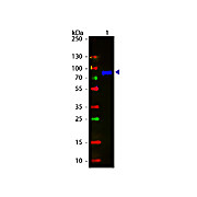 Anti-MONKEY IgM (mu chain) (GOAT) Antibody Fluorescein Conjugated, 1mg, Lyophilized