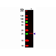 Anti-RABBIT IgG F(c) (GOAT) Antibody, 2mg, Liquid (sterile filtered)
