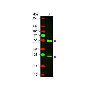 Anti-MOUSE IgG (H&L) (DONKEY) Antibody Texas Red™ Conjugated, 2mg, Lyophilized
