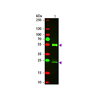 Anti-MOUSE IgG (H&L) (DONKEY) Antibody Texas Red™ Conjugated, 2mg, Lyophilized