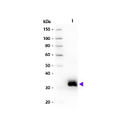 Anti-RAT IgG F(c) (GOAT) Antibody, 2mg, Liquid (sterile filtered)