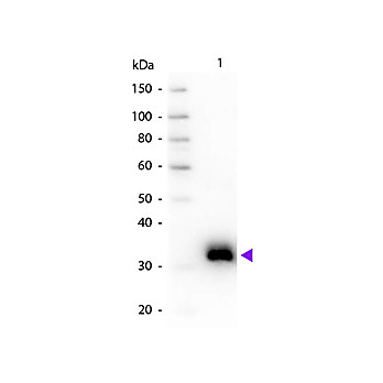 Anti-RAT IgG F(c) (GOAT) Antibody, 2mg, Liquid (sterile filtered)