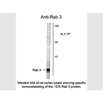 Anti-Rab 3 (Rabbit) Antibody, 100µL, Liquid