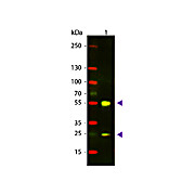 Anti-SHEEP IgG (H&L) (DONKEY) Antibody Texas Red™ Conjugated, 2mg, Lyophilized